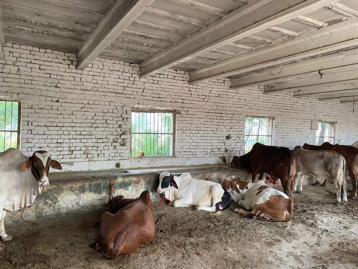 Cattle resting inside clean farm sheds
