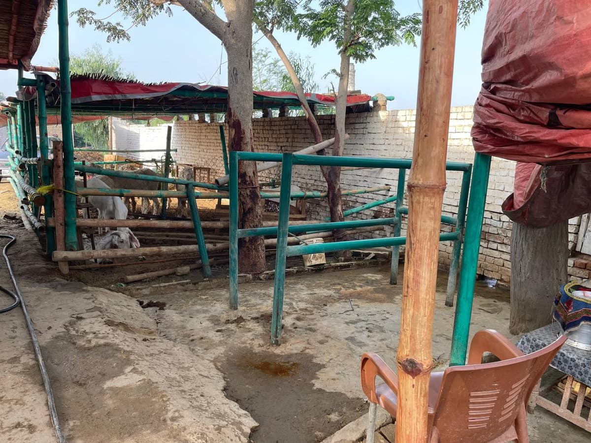 Goat and sheep pen at the farm