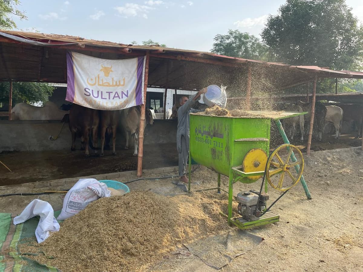 Fresh fodder being prepared for the animals