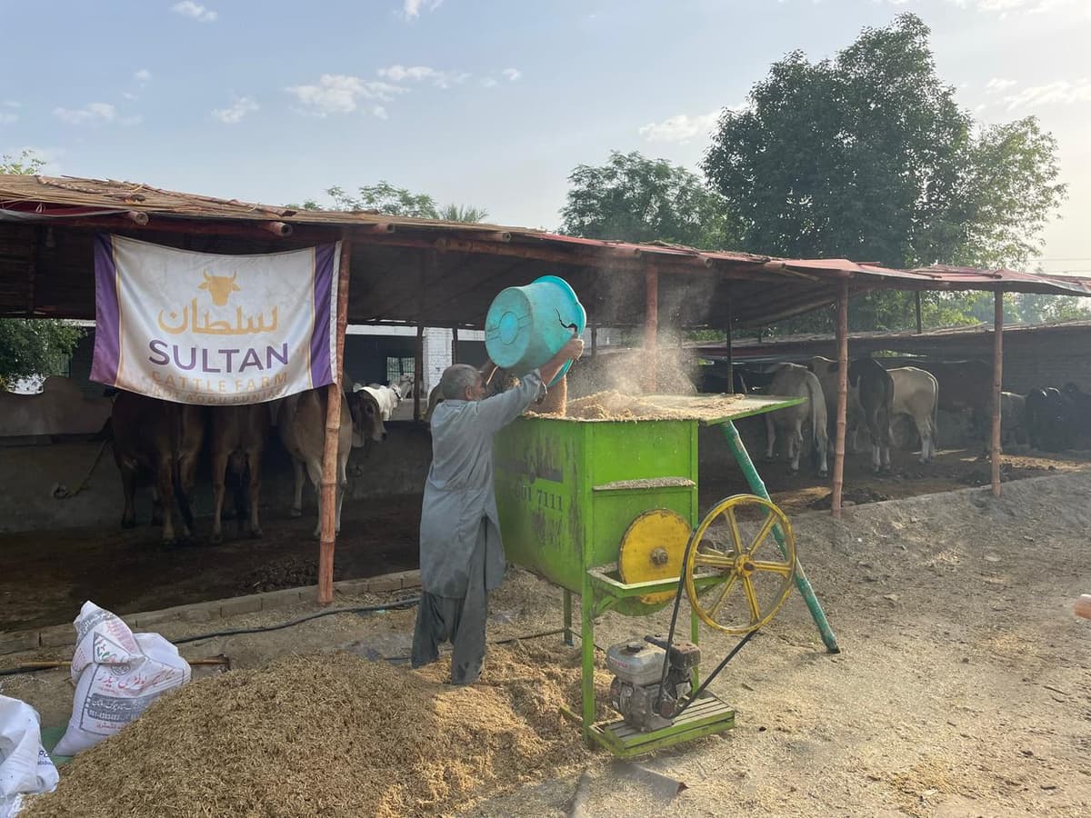 Daily quality feeding at Sultan Cattle Farm